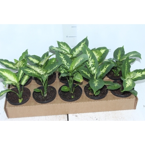 DIEFFENBACHIA TROPIC MARIANA P11