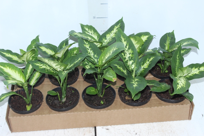 DIEFFENBACHIA TROPIC MARIANA P11
