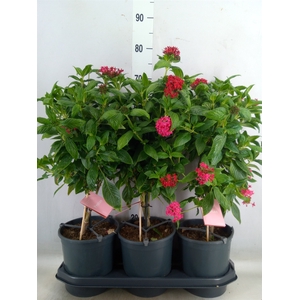 Abutilon  'Red Trumpet'
