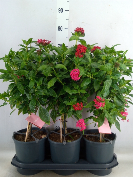 <h4>Abutilon  'Red Trumpet'</h4>