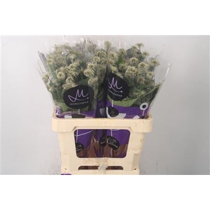 Clematis Amazing Kibo