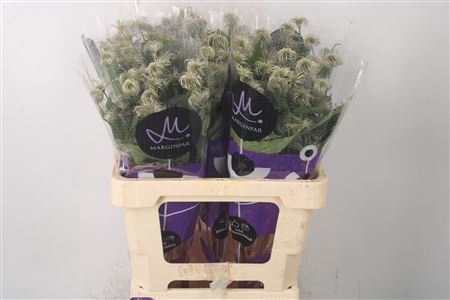 <h4>Clematis Amazing Kibo</h4>