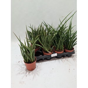 SANSEV BLACK CORAL