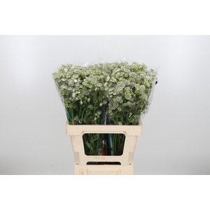 Astrantia Wit Billion Stars