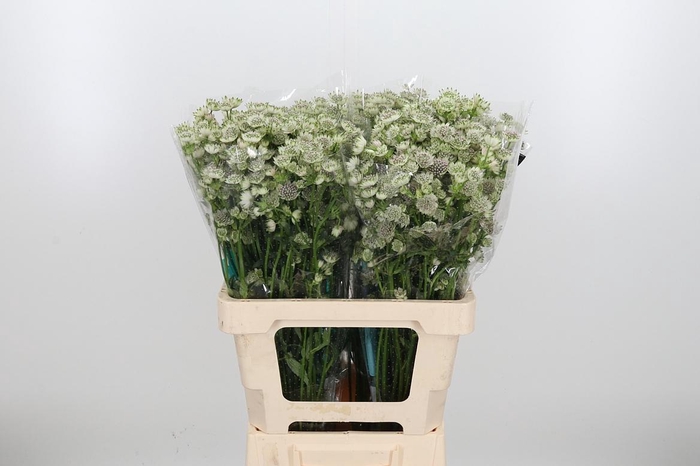 <h4>Astrantia Wit Billion Stars</h4>