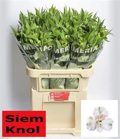 <h4>Alstroemeria 'Virginia'</h4>