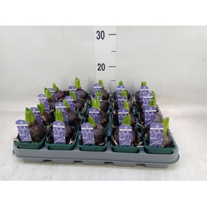 Hyacinthus orie. 'Aqua'