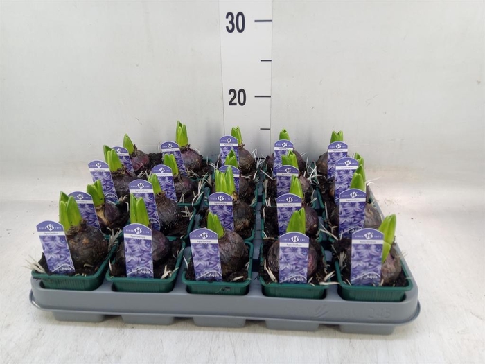 <h4>Hyacinthus orie. 'Aqua'</h4>