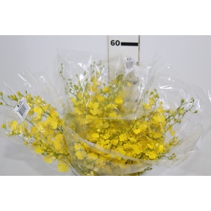 ONCIDIUM HONEY ANGEL 040 CM AMARELO
