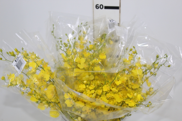 <h4>ONCIDIUM HONEY ANGEL 040 CM AMARELO</h4>