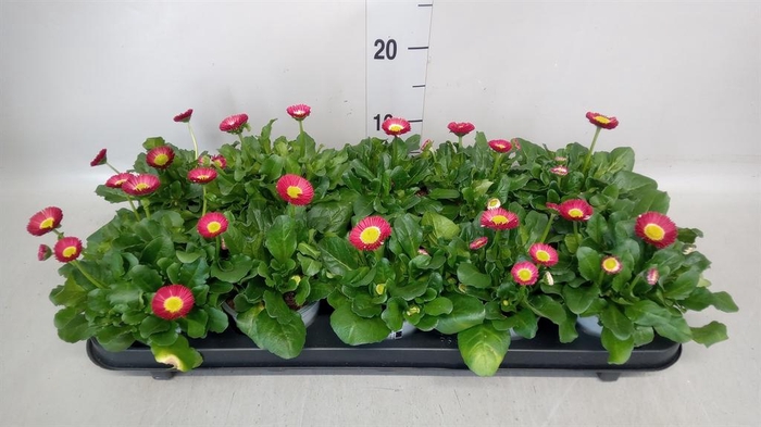 <h4>Bellis perennis</h4>