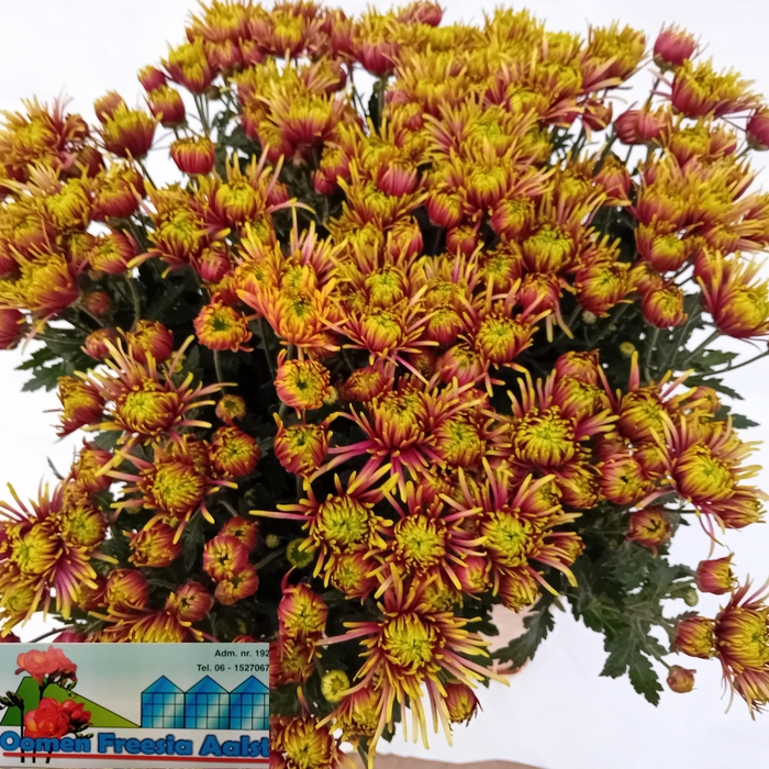 <h4>CHR T TULA GREEN</h4>