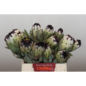 Protea Niobe