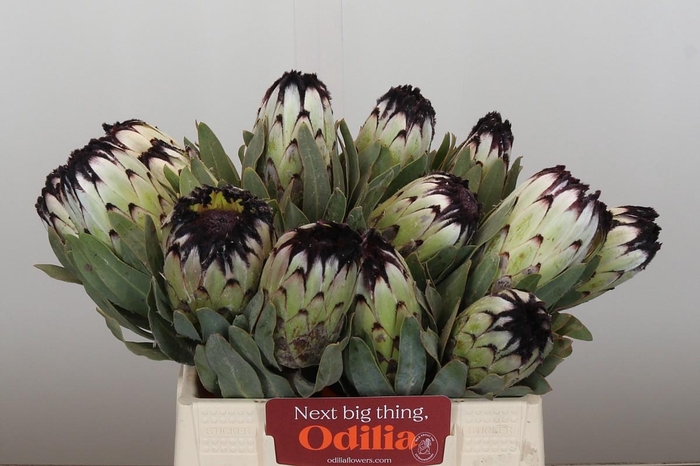 <h4>Protea Niobe</h4>