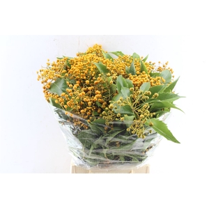 Pitto Rombifolia 200 Gram