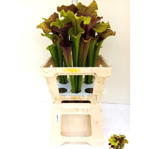 SARRACENIA OV