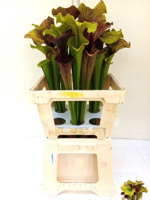 <h4>SARRACENIA OV</h4>