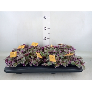 Tradescantia cerinth. 'Sweetness'