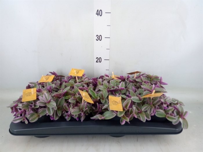 <h4>Tradescantia cerinth. 'Sweetness'</h4>