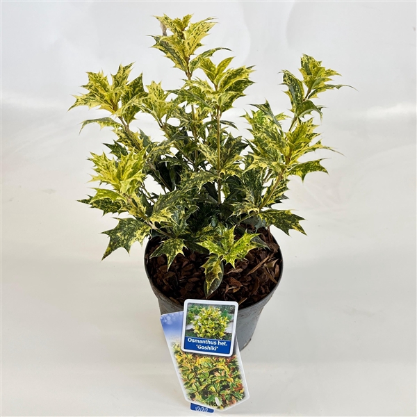 <h4>Osmanthus het. ‘Goshiki’</h4>