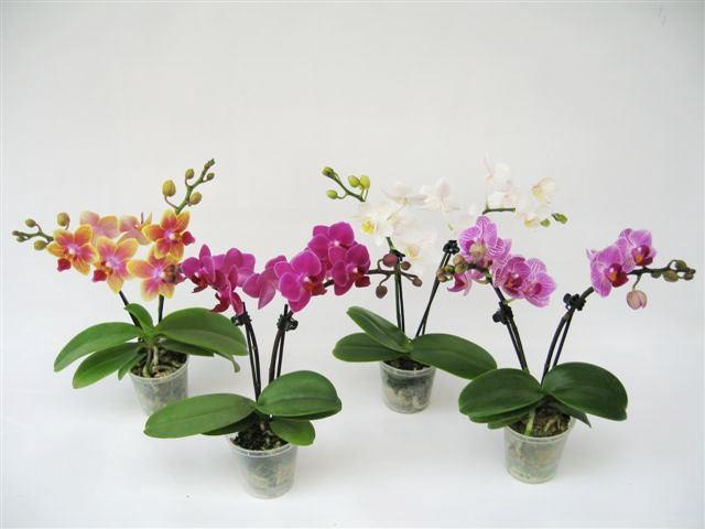 <h4>PHALAENOPSIS-HYBRID P6 2T MIX</h4>