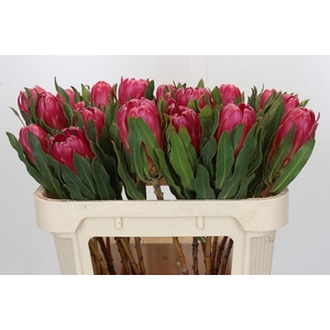 Protea Brenda