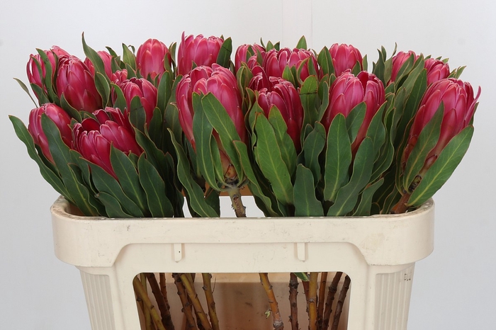 Protea Brenda