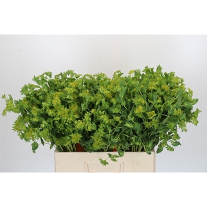 BUPLEURUM ROTUNDIFOL