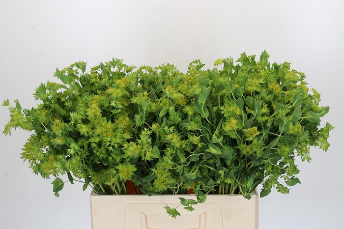 <h4>Bupleurum Griffithii</h4>