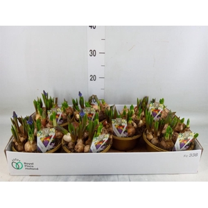 Bolbloemen   ...mix in pot