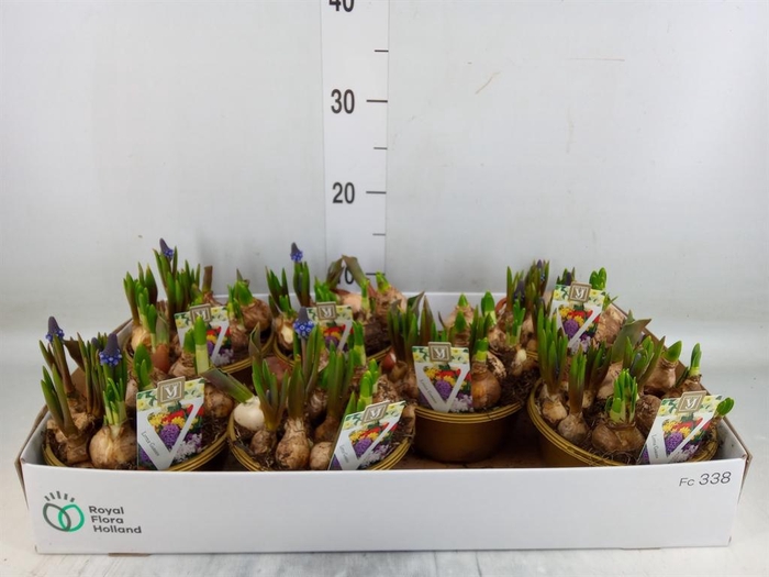 <h4>Bolbloemen   ...mix in pot</h4>