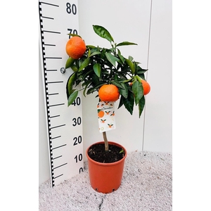 Citrus reticulata Clementine stem