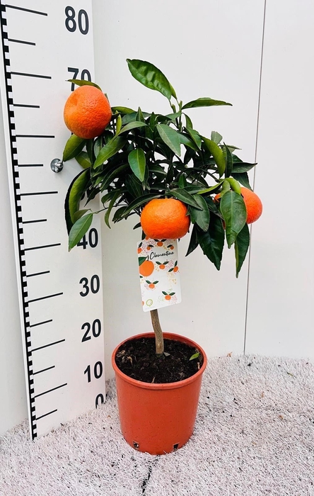 <h4>Citrus reticulata Clementine stem</h4>