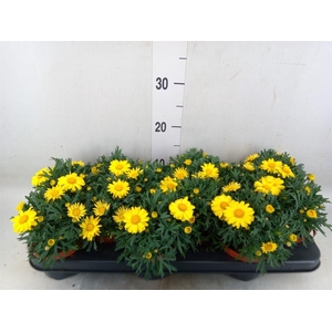 Argyranthemum  'La Rita Yellow'