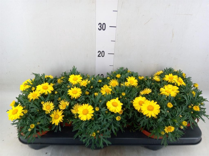 <h4>Argyranthemum  'La Rita Yellow'</h4>