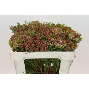 Kaaps Groen Strawberry Berzelia