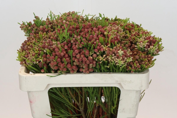 Kaaps Groen Strawberry Berzelia