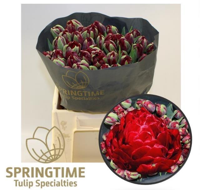 <h4>TU DU EMBLAZON</h4>