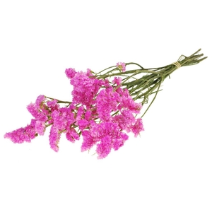 Statice Sinuata Natural Pink