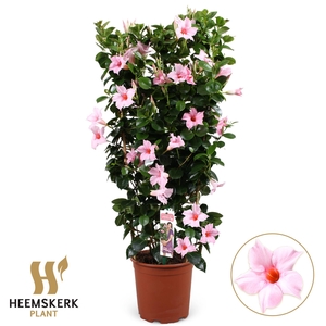 Mandevilla sand. 'SumStar Pink Tou'