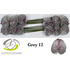 Anthurium Anth A Ov Klb H
