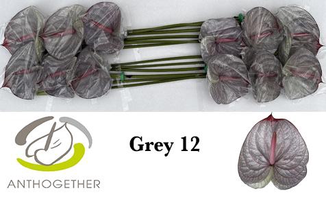 <h4>Anthurium Anth A Ov Klb H</h4>