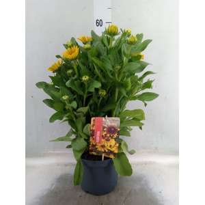 Rudbeckia   ...