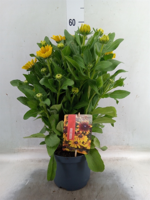 <h4>Rudbeckia   ...</h4>