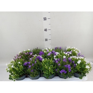 Campanula porten.