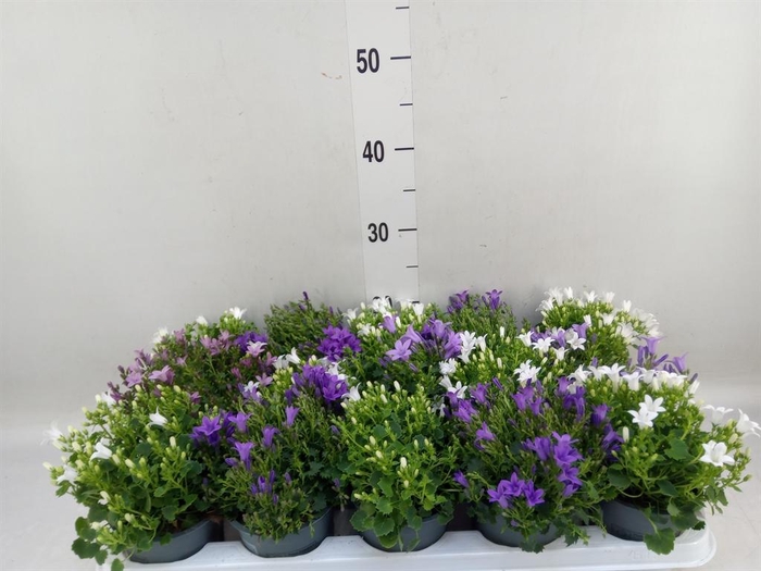 <h4>Campanula porten.</h4>