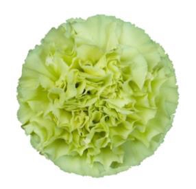 <h4>Di St Jungle</h4>