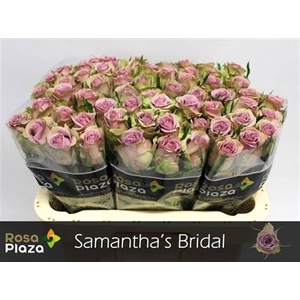 R Gr Samantha Bridal