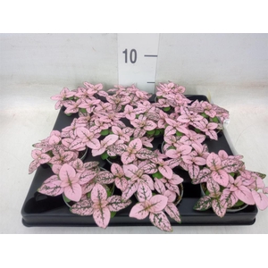 Hypoestes phyllo.   ...