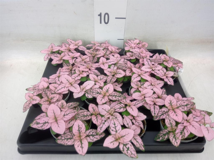 <h4>Hypoestes phyllo.   ...</h4>